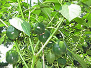Çumra Cherry