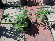 Farmers' Jalapeño