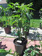 Farmers' Jalapeño