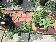 Farmers' Jalapeño