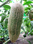 Farmers' Jalapeño