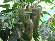 Farmers' Jalapeño