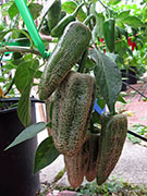 Farmers' Jalapeño
