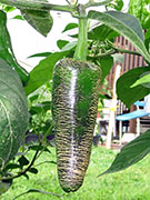 Farmers' Jalapeño