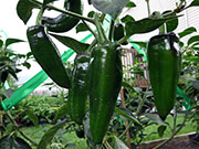 Farmers' Jalapeño