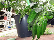 Farmers' Jalapeño
