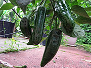 Farmers' Jalapeño