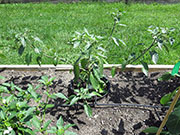 Farmers' Jalapeño