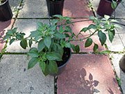 Farmers' Jalapeño