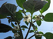 Farmers' Jalapeño