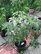 Farmers' Jalapeño