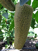 Farmers' Jalapeño