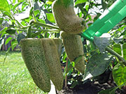 Farmers' Jalapeño