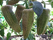 Farmers' Jalapeño