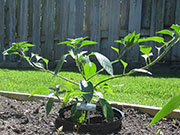 Farmers' Jalapeño