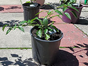 Farmers' Jalapeño