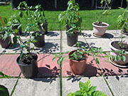 Farmers' Jalapeño