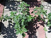 Farmers' Jalapeño
