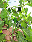 Farmers' Jalapeño