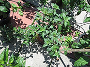 Farmers' Jalapeño