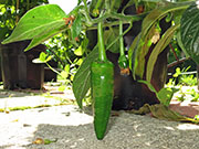 Farmers' Jalapeño