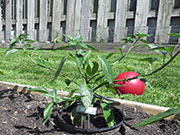 Farmers' Jalapeño