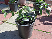 Farmers' Jalapeño