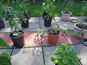 Farmers' Jalapeño