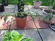 Farmers' Jalapeño