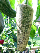 Farmers' Jalapeño
