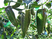 Farmers' Jalapeño