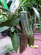 Farmers' Jalapeño