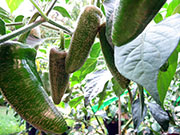 Farmers' Jalapeño