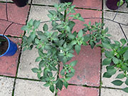 Farmers' Jalapeño