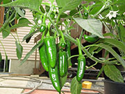 Farmers' Jalapeño