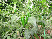 Farmers' Jalapeño