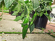 Farmers' Jalapeño