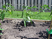Farmers' Jalapeño