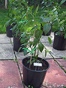 Farmers' Jalapeño
