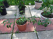 Farmers' Jalapeño