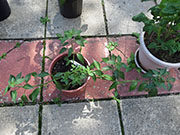 Farmers' Jalapeño