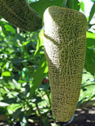 Farmers' Jalapeño