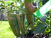 Farmers' Jalapeño