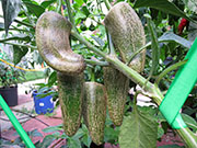 Farmers' Jalapeño