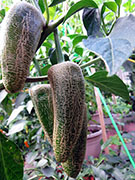 Farmers' Jalapeño