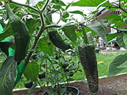 Farmers' Jalapeño