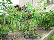 Farmers' Jalapeño
