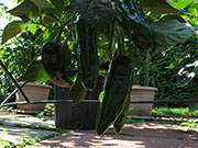Farmers' Jalapeño