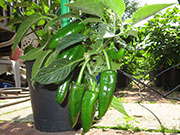 Farmers' Jalapeño