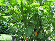 Fatalii